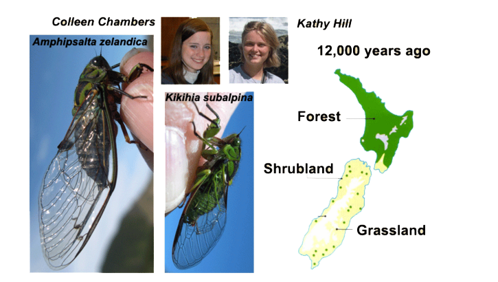 Phylogeography of NZ cicadas