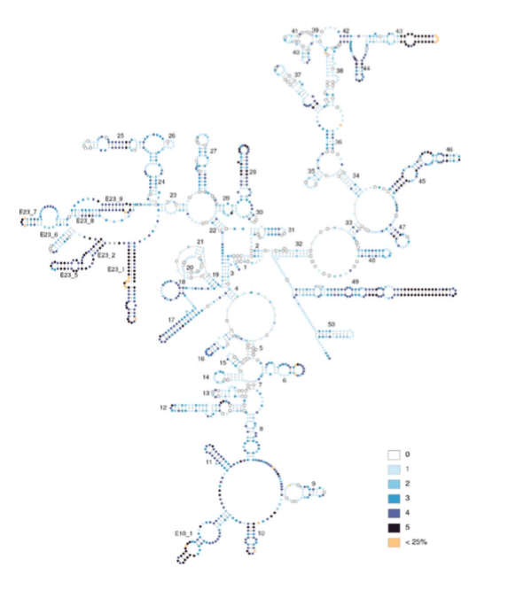 rRNA secondary structure