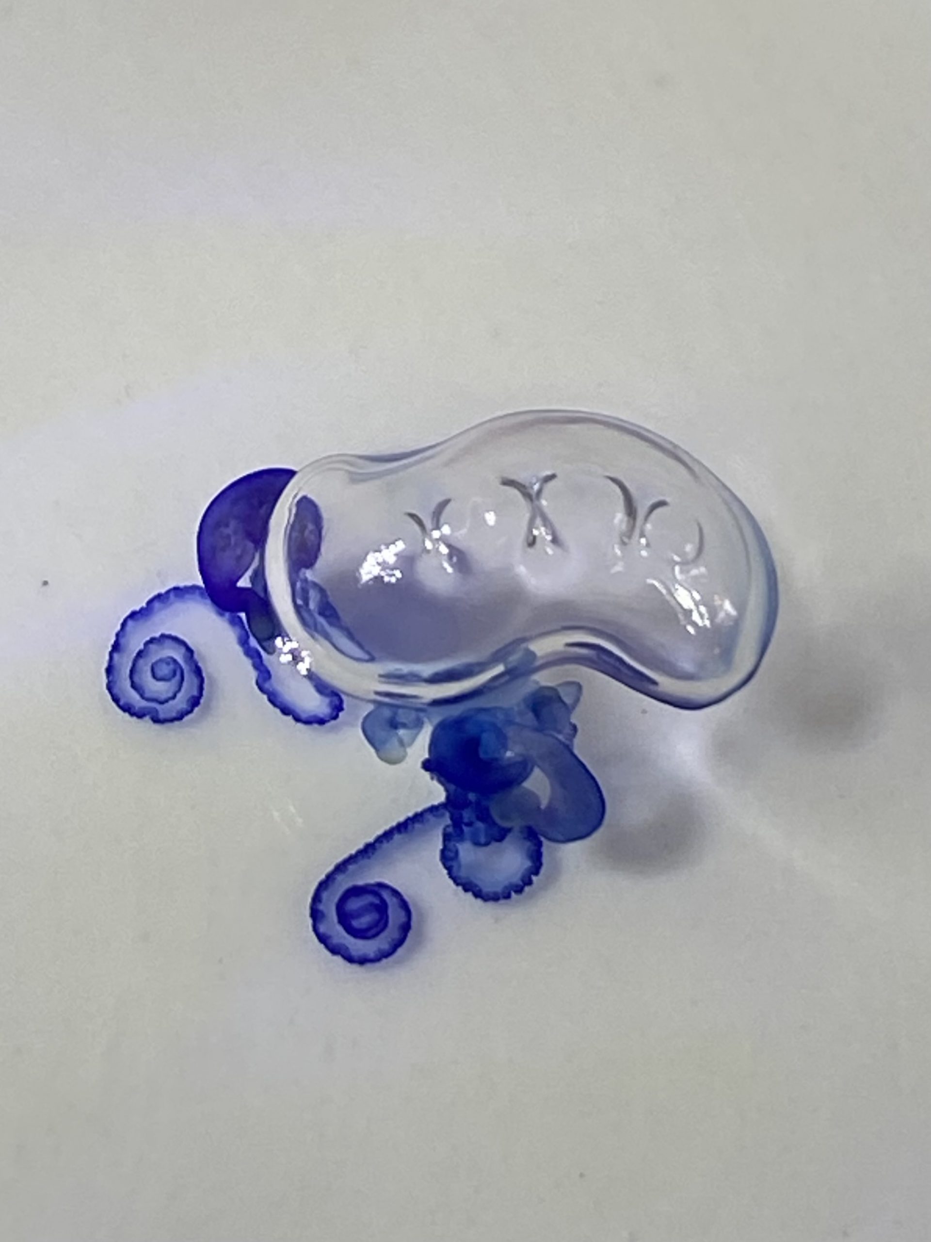 juvenile Physalia utriculus.
