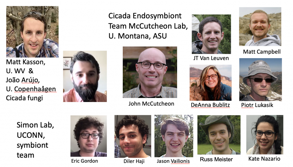 Cicada Endosymbiont team