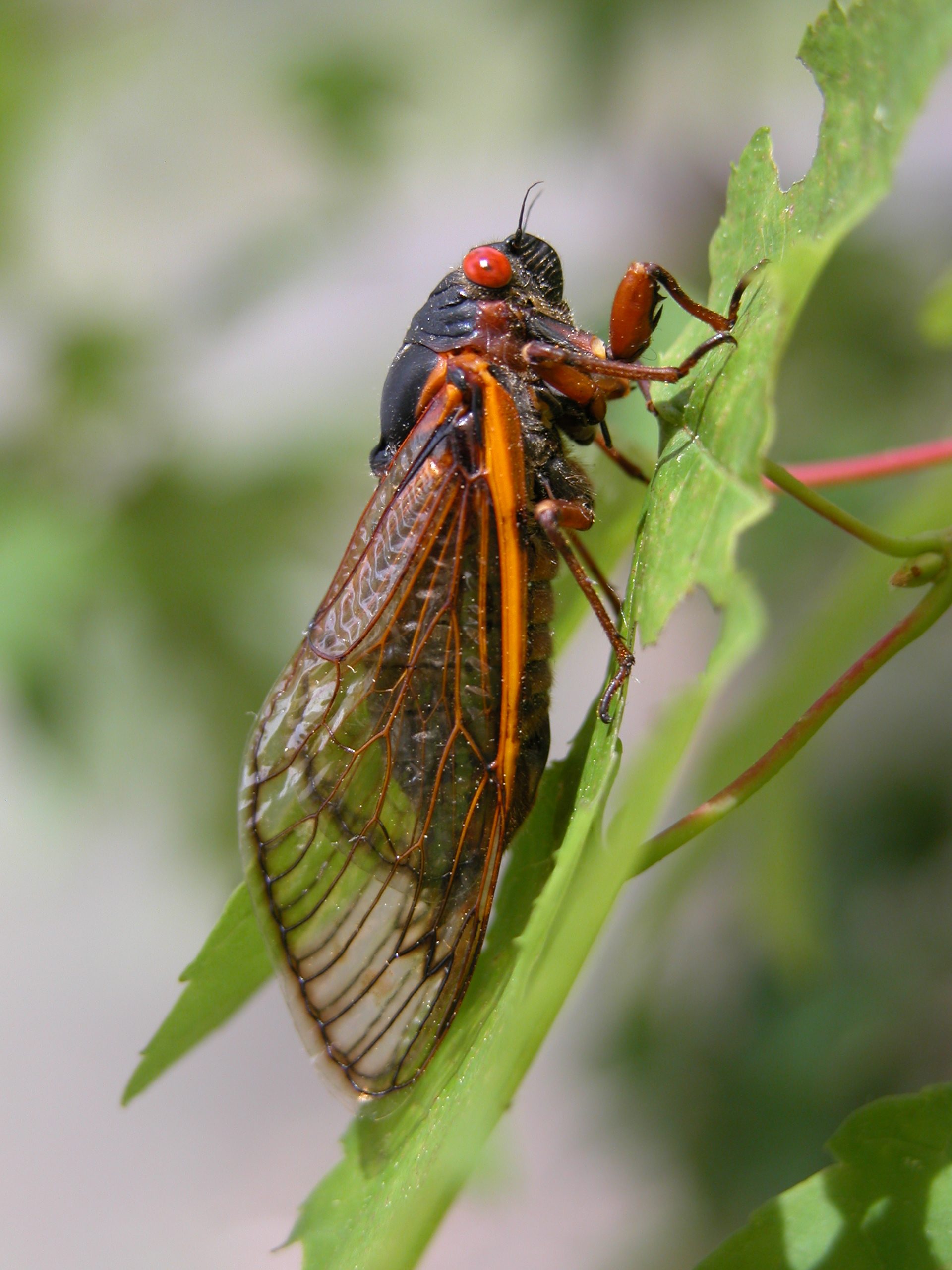 M. septendecim sitting on a leaf.