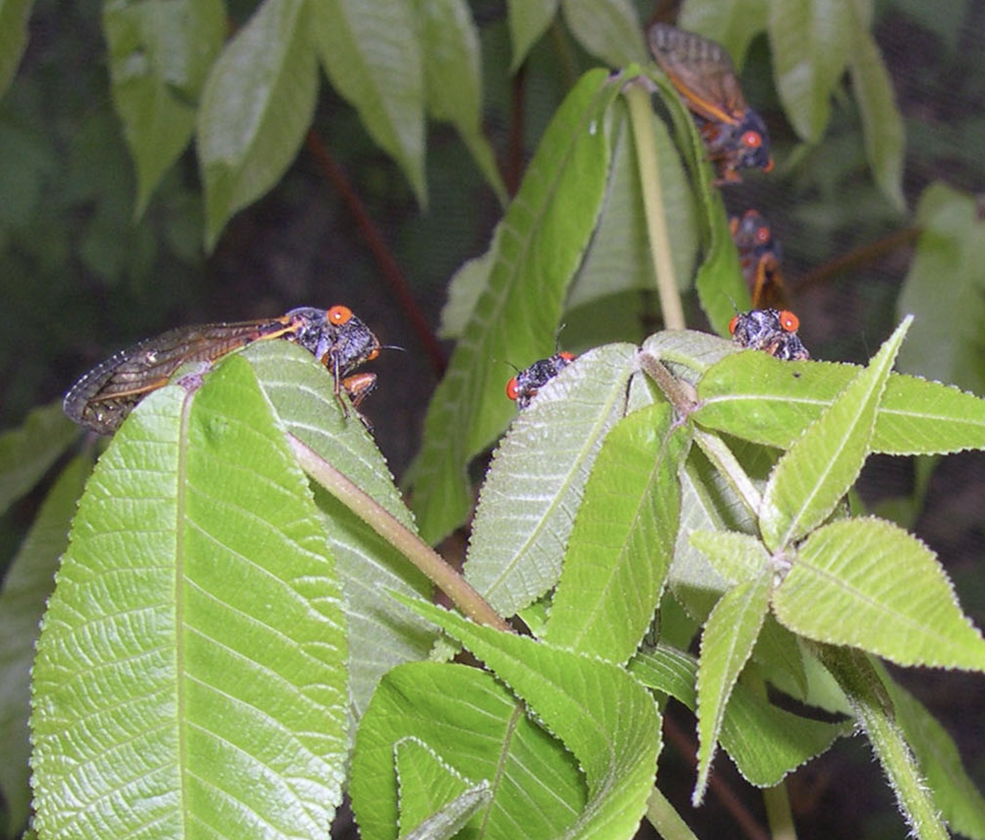 Magicicada peering over a leaf