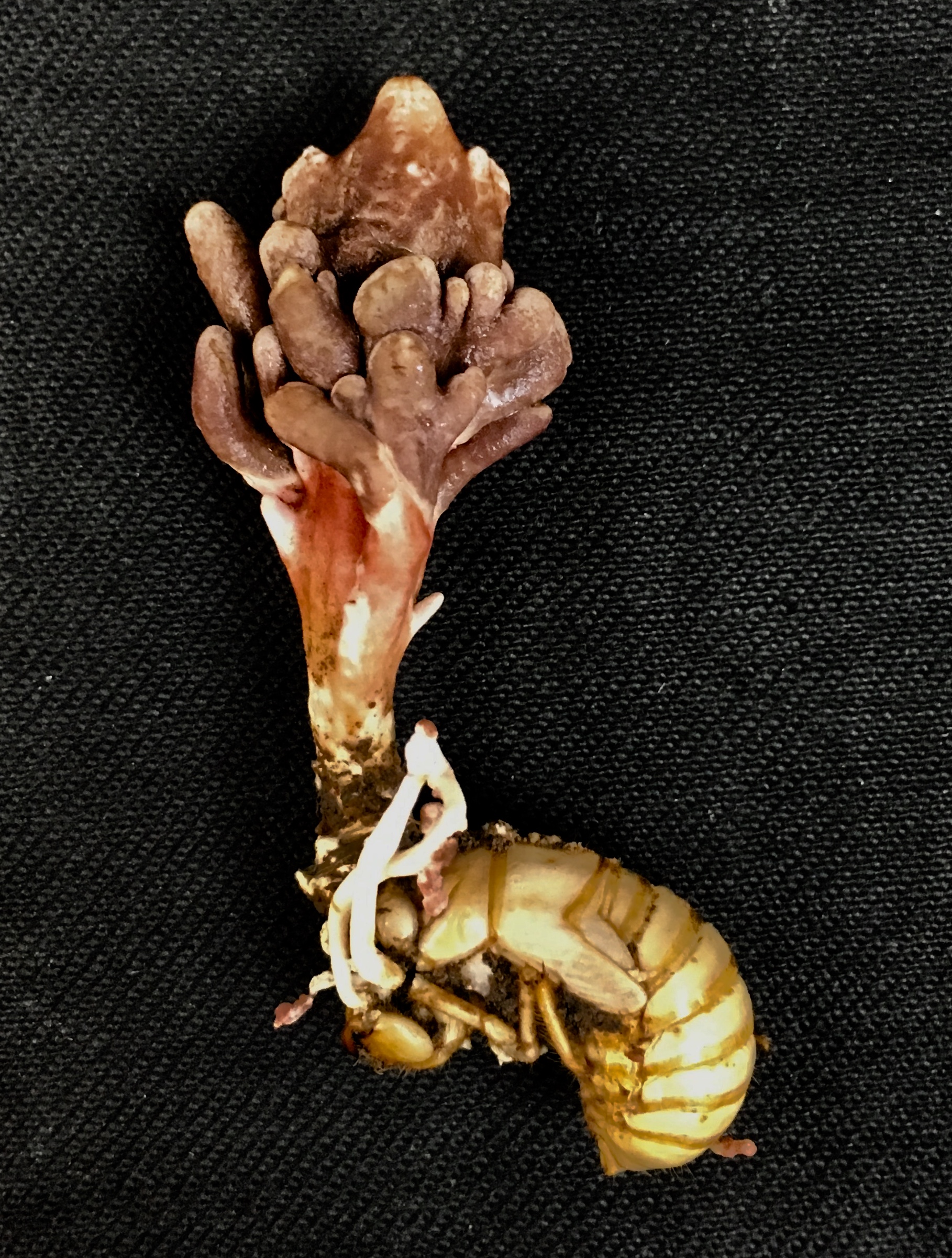 Ophiocordyceps Fungus infecting a cicada nymph